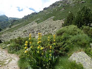 Flowers Andorra Landscape Mountain Picture