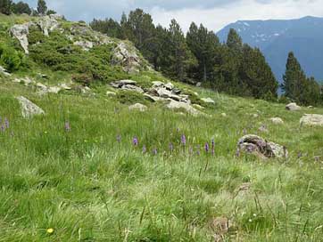 Mountain  Andorra Flowers Picture