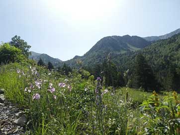 Flowers Andorra Mountain Trees Picture