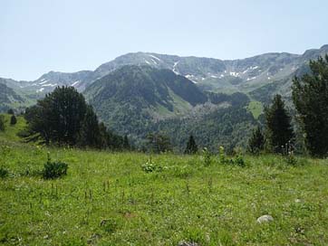 Trees  Andorra Mountain Picture