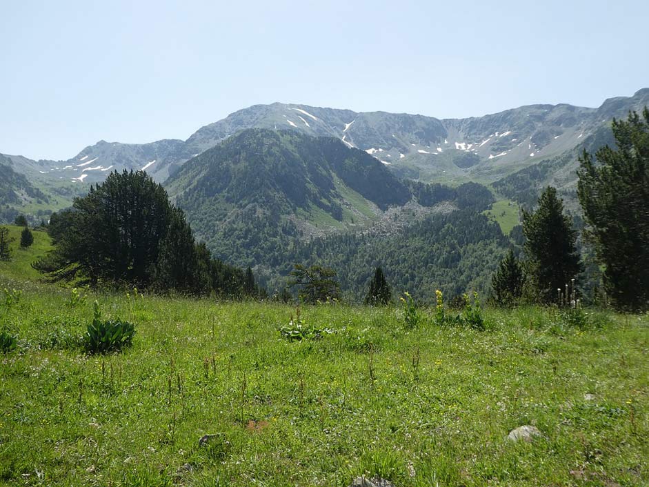  Andorra Mountain Trees