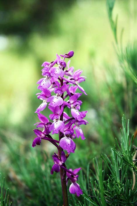  Flowers Andorra Wild-Orchids