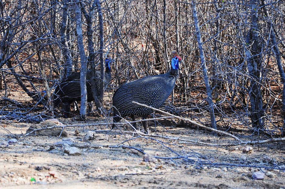  Africa Kruger D-Angola