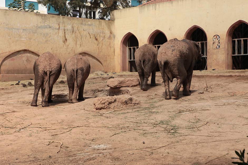 Animals Zoo Angola Elephant