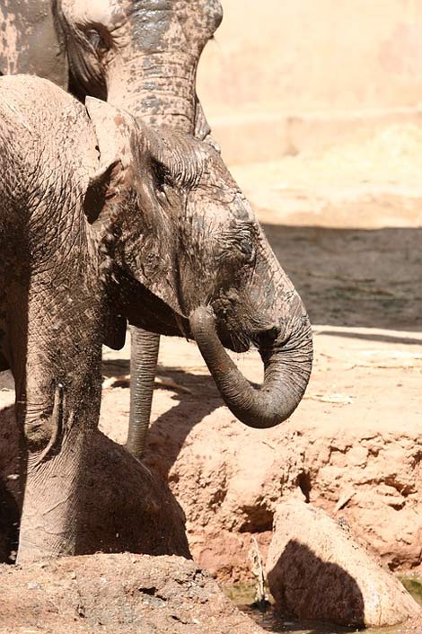 Animals Zoo Angola Elephant