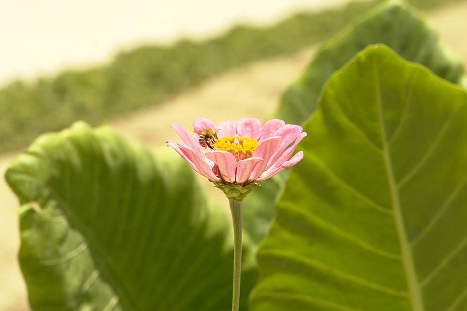 Nature Angola Benguela Flower