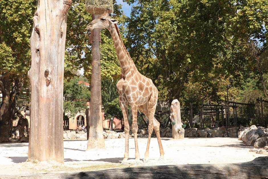 Animals Zoo Angola Giraffe