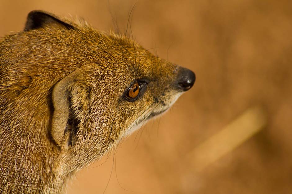 Mammal Wildlife Animal Mongoose