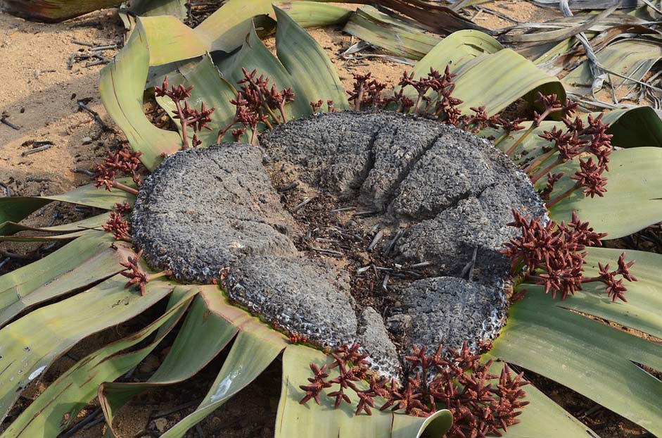 Africa Leaf Plant Nature