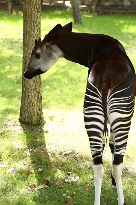 Zoo Angola Africa Okapi