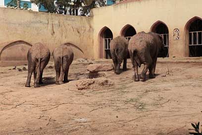 Elephant Animals Zoo Angola Picture