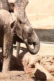 Elephant Animals Zoo Angola Picture