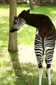 Okapi Zoo Angola Africa Picture