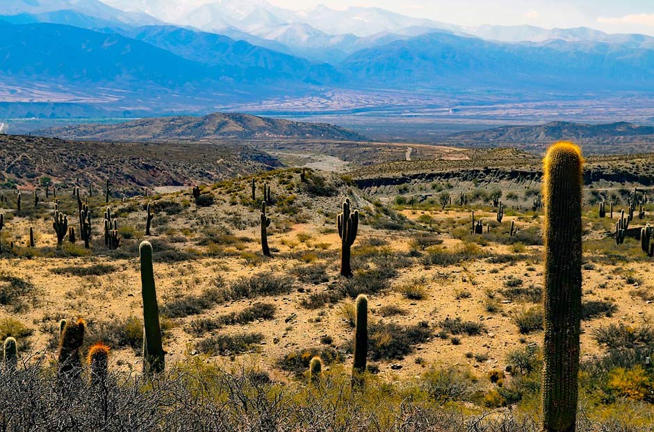 Cacti Cactus Landscape Argentina