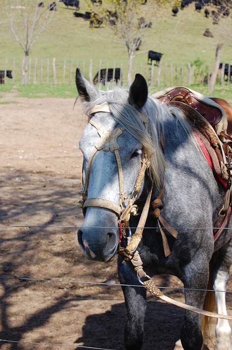 Argentina Cordoba Estancia Horse