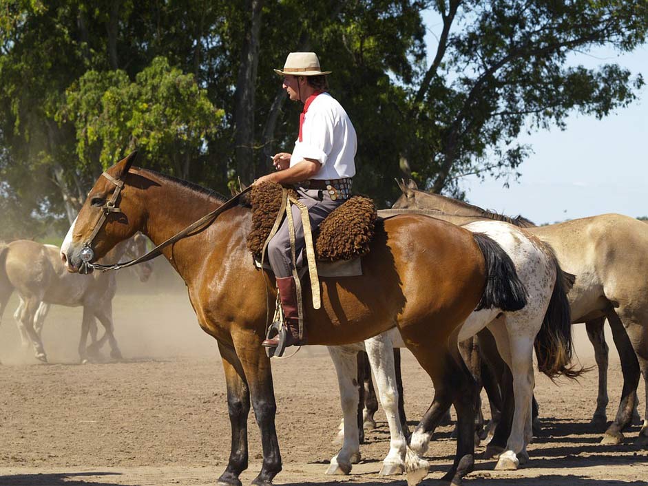 Animal Gaucho Argentina Horses
