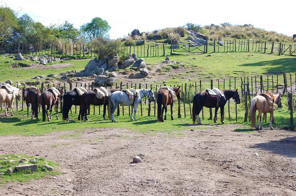  Argentina Cordoba Horses