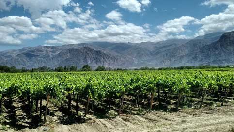 Cafayates Landscape Vineyards Argentina Picture