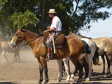 Horses Animal Gaucho Argentina Picture