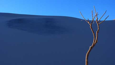 Dune Lonely Tree Sand Picture