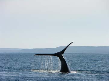 Whale South Patagonia Argentina Picture