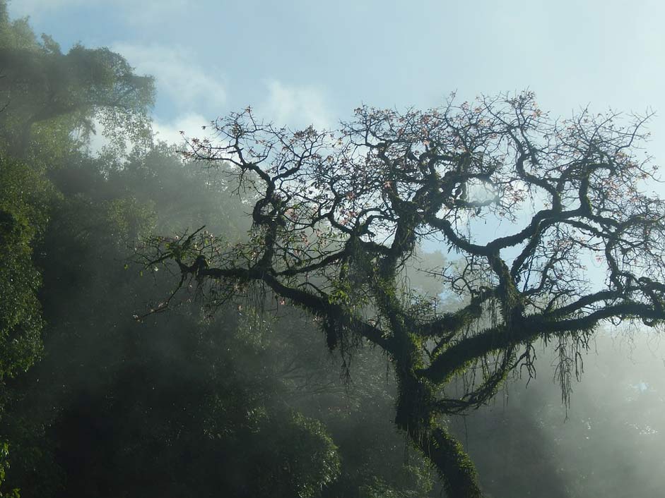 Tucumn San-Javier Mountain Tree