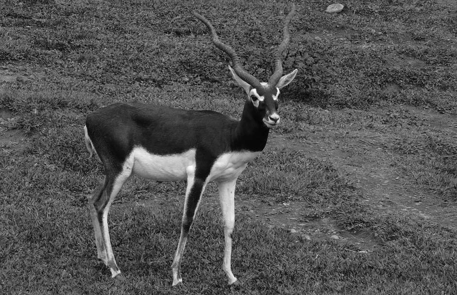 Antelope Animal Nature Black-And-White
