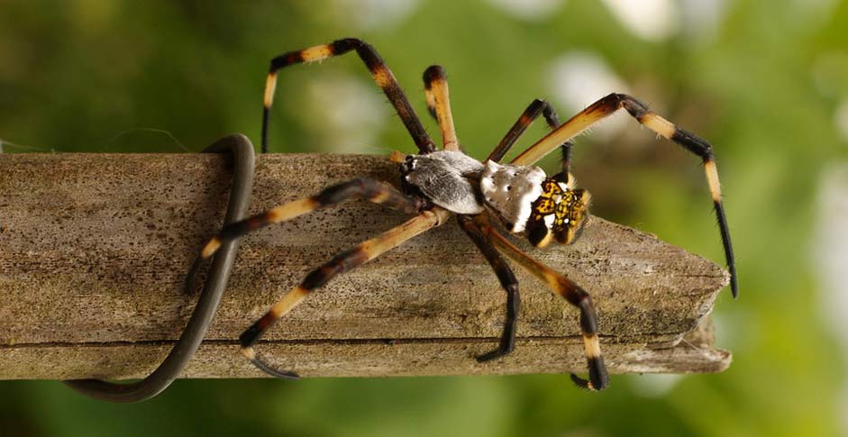 Spider Animalia Invertebrate Insect
