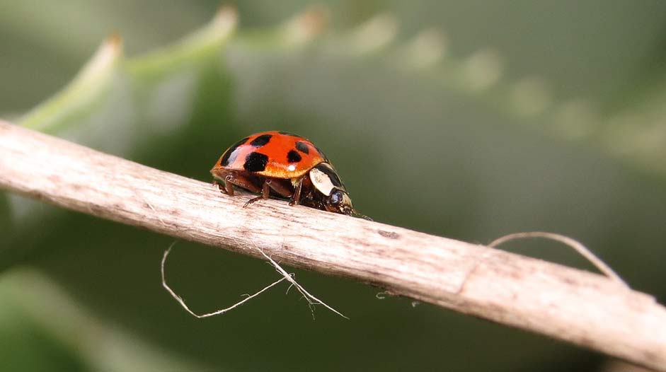 Coccinellidae Beetle Nature Insect