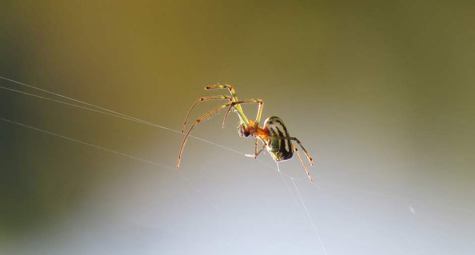 Animalia Nature Spider Insect