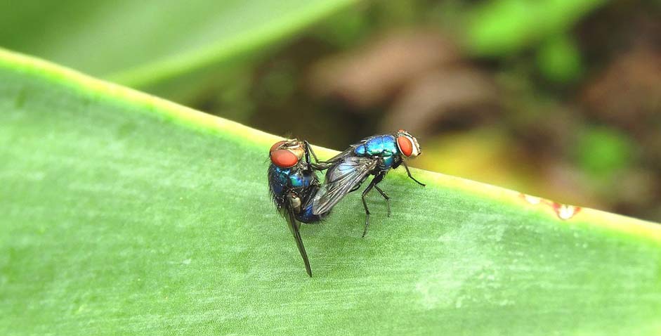 Armenia Flies-Copulating Insect Macro