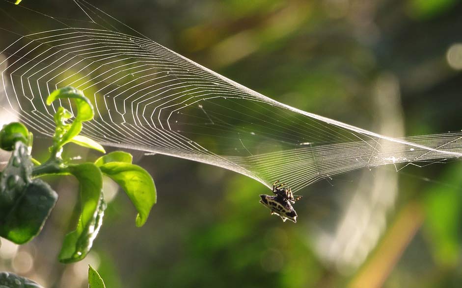 Armenia Web Spider-Weaving Macro