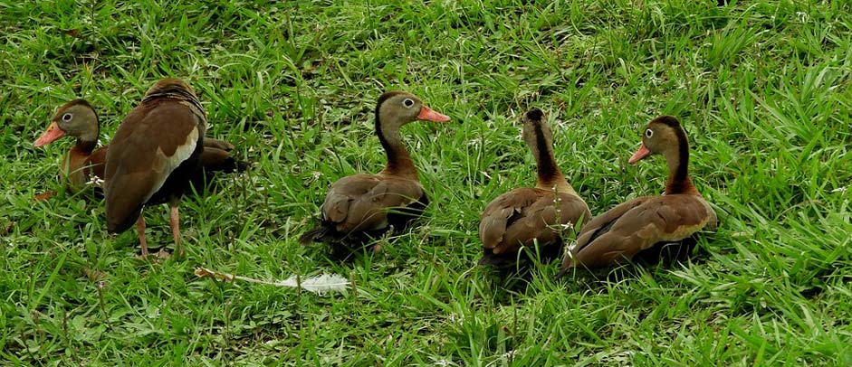 Armenia Ducks Birds Nature