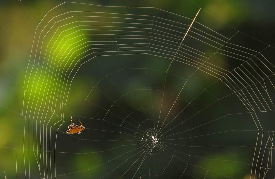 Rocio Arachnid Web Spider