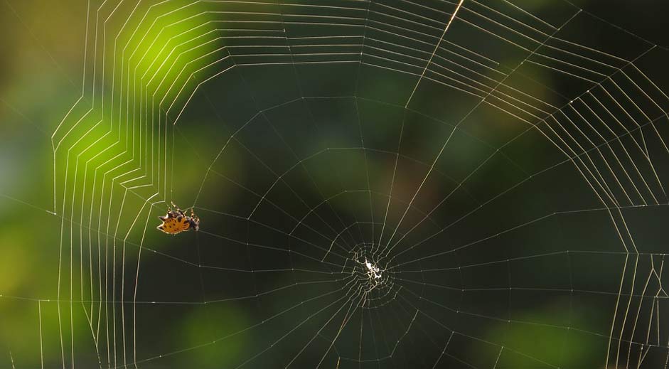 Nature Arachnid Web Spider