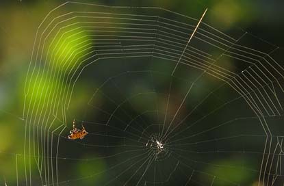 Spider Rocio Arachnid Web Picture