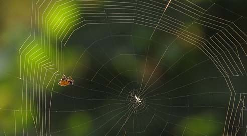 Spider Nature Arachnid Web Picture