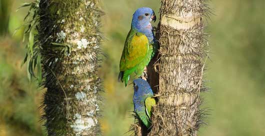 Nature Armenia Birds-Wildlife Tree Picture