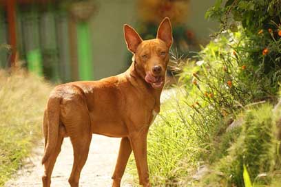 Animalia Armenia Canine Dog-Domestic Picture