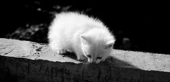 Animal Armenia Kitten Feline Picture