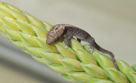 Nature Armenia Lizard Food Picture
