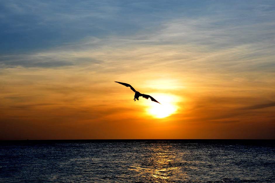 Animal Nature Bird Aruba