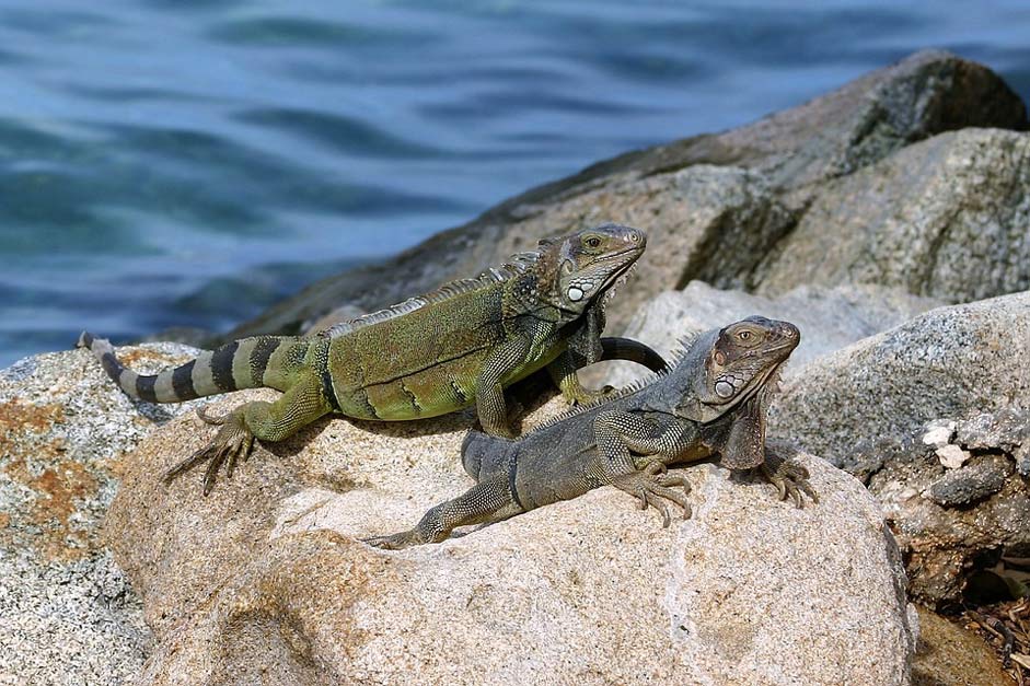 Blue Sea Lizard Aruba