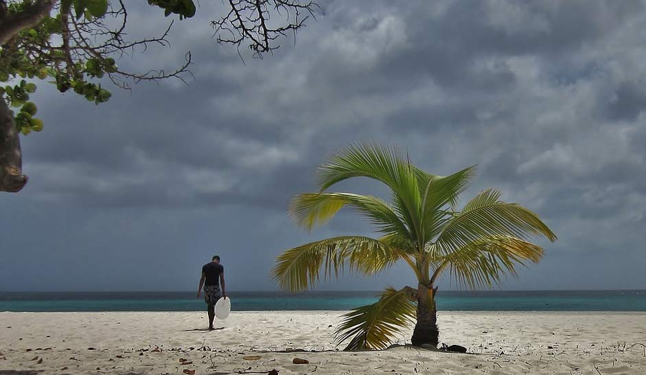 Surfing Surfer Palm-Tree Aruba