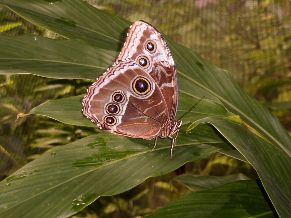 Animals Nature Aruba Butterfly