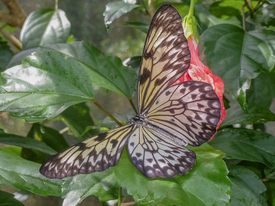 Nature Animals Aruba Butterfly