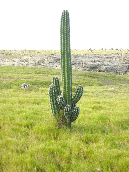  Aruba Landscape Cacti