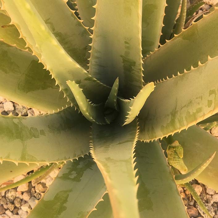 Nature Succulent Desert Cactus