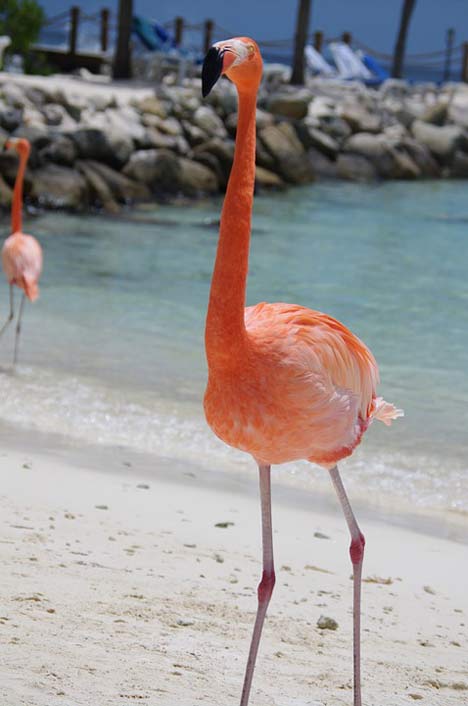 Aruba Summer Beach Flamingo