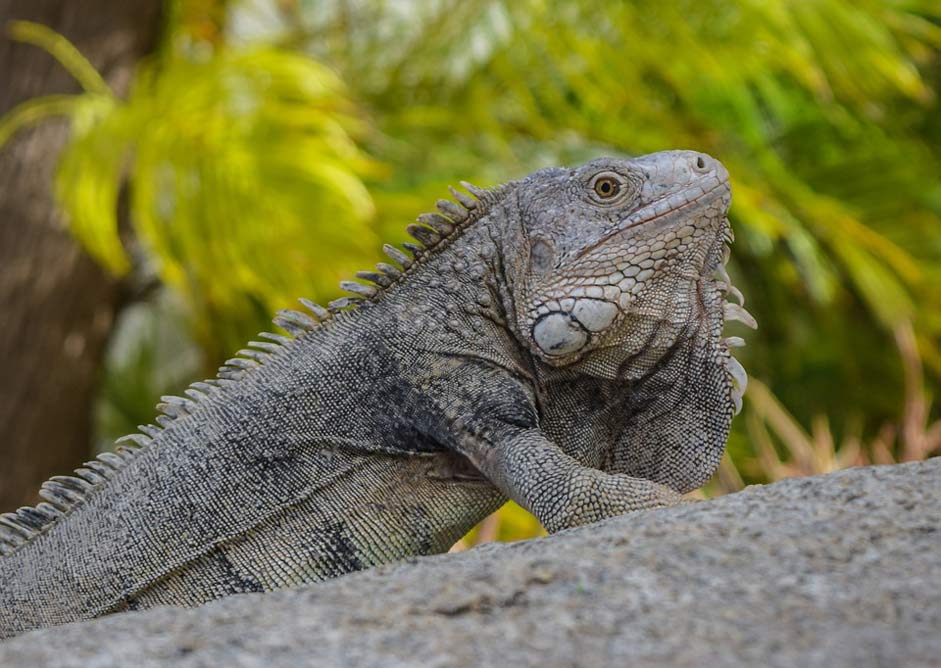 Reptile Animal Iguana Lizard